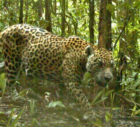 brazilian jaguar weight.